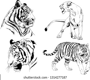 vector drawings sketches different predator , tigers lions cheetahs and leopards are drawn in ink by hand , objects with no background
