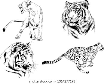 vector drawings sketches different predator , tigers lions cheetahs and leopards are drawn in ink by hand , objects with no background
