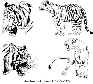 vector drawings sketches different predator , tigers lions cheetahs and leopards are drawn in ink by hand , objects with no background
