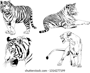 vector drawings sketches different predator , tigers lions cheetahs and leopards are drawn in ink by hand , objects with no background
