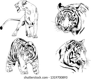 vector drawings sketches different predator , tigers lions cheetahs and leopards are drawn in ink by hand , objects with no background