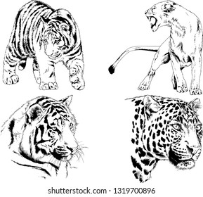 vector drawings sketches different predator , tigers lions cheetahs and leopards are drawn in ink by hand , objects with no background