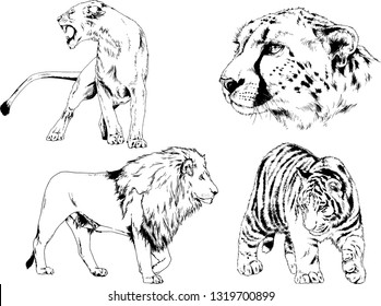 vector drawings sketches different predator , tigers lions cheetahs and leopards are drawn in ink by hand , objects with no background