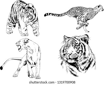 vector drawings sketches different predator , tigers lions cheetahs and leopards are drawn in ink by hand , objects with no background