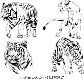 vector drawings sketches different predator , tigers lions cheetahs and leopards are drawn in ink by hand , objects with no background