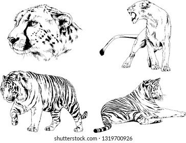 vector drawings sketches different predator , tigers lions cheetahs and leopards are drawn in ink by hand , objects with no background