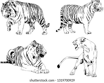 vector drawings sketches different predator , tigers lions cheetahs and leopards are drawn in ink by hand , objects with no background