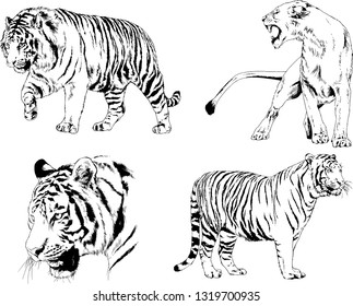 vector drawings sketches different predator , tigers lions cheetahs and leopards are drawn in ink by hand , objects with no background