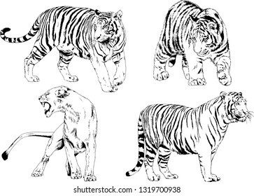 vector drawings sketches different predator , tigers lions cheetahs and leopards are drawn in ink by hand , objects with no background