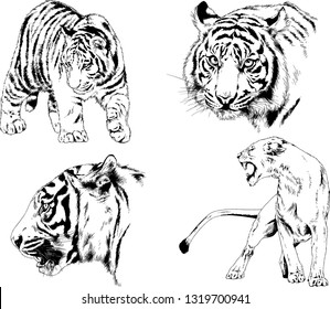 vector drawings sketches different predator , tigers lions cheetahs and leopards are drawn in ink by hand , objects with no background