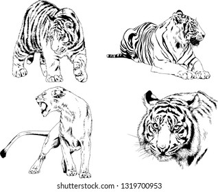 vector drawings sketches different predator , tigers lions cheetahs and leopards are drawn in ink by hand , objects with no background