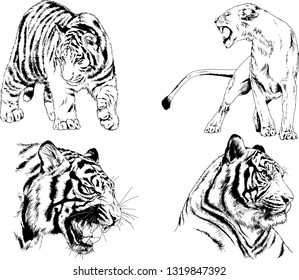vector drawings sketches different predator , tigers lions cheetahs and leopards are drawn in ink by hand , objects with no background