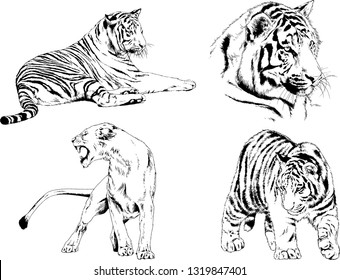 vector drawings sketches different predator , tigers lions cheetahs and leopards are drawn in ink by hand , objects with no background