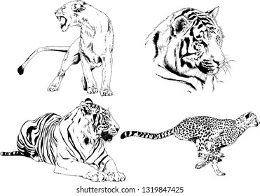 vector drawings sketches different predator , tigers lions cheetahs and leopards are drawn in ink by hand , objects with no background