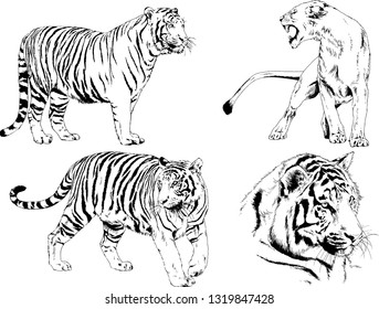 vector drawings sketches different predator , tigers lions cheetahs and leopards are drawn in ink by hand , objects with no background
