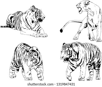 vector drawings sketches different predator , tigers lions cheetahs and leopards are drawn in ink by hand , objects with no background