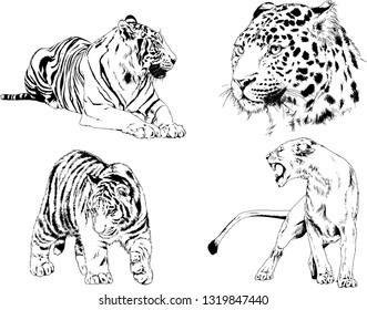 vector drawings sketches different predator , tigers lions cheetahs and leopards are drawn in ink by hand , objects with no background