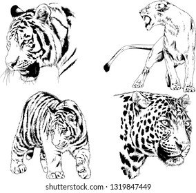 vector drawings sketches different predator , tigers lions cheetahs and leopards are drawn in ink by hand , objects with no background