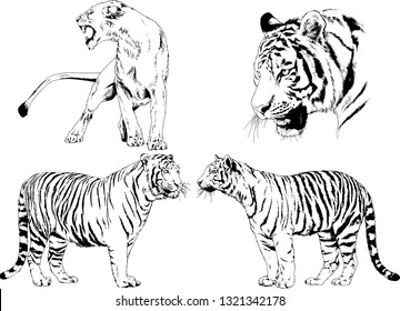 vector drawings sketches different predator , tigers lions cheetahs and leopards are drawn in ink by hand , objects with no background