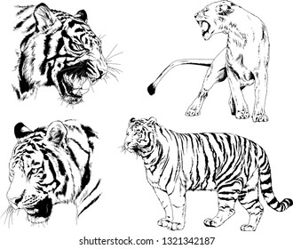 vector drawings sketches different predator , tigers lions cheetahs and leopards are drawn in ink by hand , objects with no background