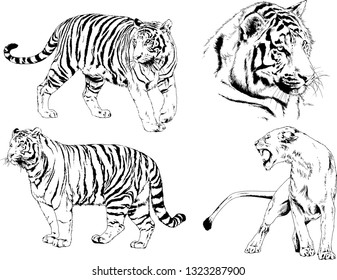 vector drawings sketches different predator , tigers lions cheetahs and leopards are drawn in ink by hand , objects with no background