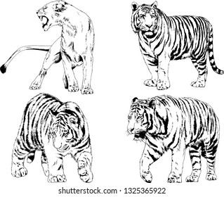 vector drawings sketches different predator , tigers lions cheetahs and leopards are drawn in ink by hand , objects with no background