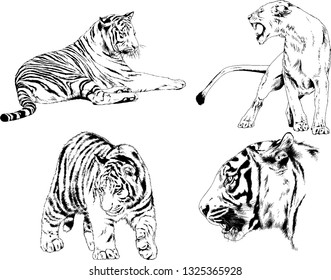 vector drawings sketches different predator , tigers lions cheetahs and leopards are drawn in ink by hand , objects with no background