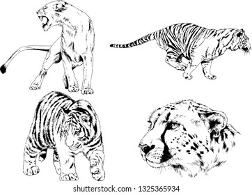 vector drawings sketches different predator , tigers lions cheetahs and leopards are drawn in ink by hand , objects with no background