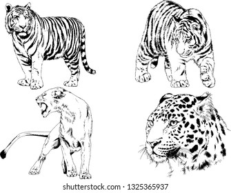 vector drawings sketches different predator , tigers lions cheetahs and leopards are drawn in ink by hand , objects with no background