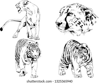 vector drawings sketches different predator , tigers lions cheetahs and leopards are drawn in ink by hand , objects with no background