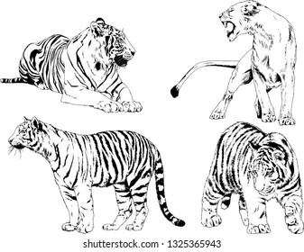 vector drawings sketches different predator , tigers lions cheetahs and leopards are drawn in ink by hand , objects with no background