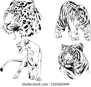 vector drawings sketches different predator , tigers lions cheetahs and leopards are drawn in ink by hand , objects with no background