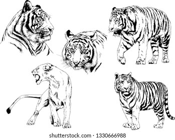 vector drawings sketches different predator , tigers lions cheetahs and leopards are drawn in ink by hand , objects with no background
