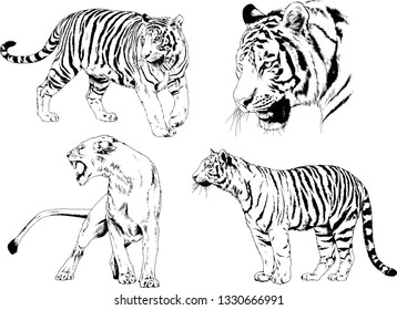 vector drawings sketches different predator , tigers lions cheetahs and leopards are drawn in ink by hand , objects with no background