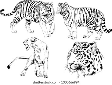vector drawings sketches different predator , tigers lions cheetahs and leopards are drawn in ink by hand , objects with no background