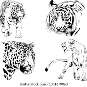 vector drawings sketches different predator , tigers lions cheetahs and leopards are drawn in ink by hand , objects with no background
