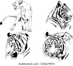 vector drawings sketches different predator , tigers lions cheetahs and leopards are drawn in ink by hand , objects with no background