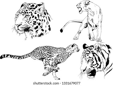 vector drawings sketches different predator , tigers lions cheetahs and leopards are drawn in ink by hand , objects with no background
