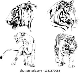 vector drawings sketches different predator , tigers lions cheetahs and leopards are drawn in ink by hand , objects with no background