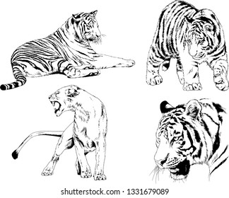 vector drawings sketches different predator , tigers lions cheetahs and leopards are drawn in ink by hand , objects with no background