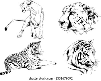 vector drawings sketches different predator , tigers lions cheetahs and leopards are drawn in ink by hand , objects with no background