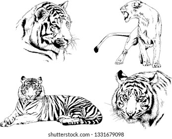 vector drawings sketches different predator , tigers lions cheetahs and leopards are drawn in ink by hand , objects with no background