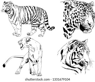 vector drawings sketches different predator , tigers lions cheetahs and leopards are drawn in ink by hand , objects with no background