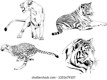 vector drawings sketches different predator , tigers lions cheetahs and leopards are drawn in ink by hand , objects with no background