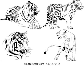 vector drawings sketches different predator , tigers lions cheetahs and leopards are drawn in ink by hand , objects with no background