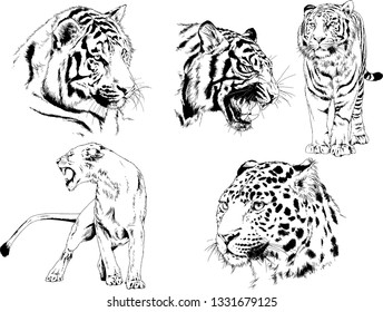 vector drawings sketches different predator , tigers lions cheetahs and leopards are drawn in ink by hand , objects with no background