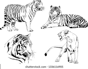 vector drawings sketches different predator , tigers lions cheetahs and leopards are drawn in ink by hand , objects with no background