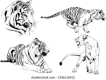 vector drawings sketches different predator , tigers lions cheetahs and leopards are drawn in ink by hand , objects with no background