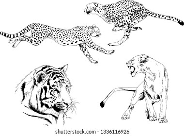 vector drawings sketches different predator , tigers lions cheetahs and leopards are drawn in ink by hand , objects with no background