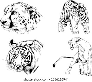 vector drawings sketches different predator , tigers lions cheetahs and leopards are drawn in ink by hand , objects with no background